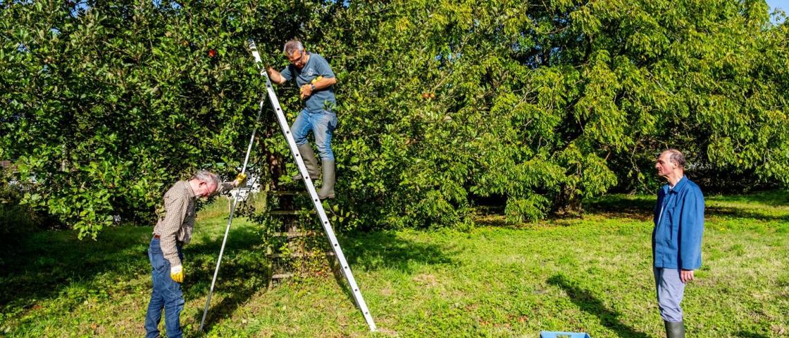 Vrijwilligers werken in de boomgaard