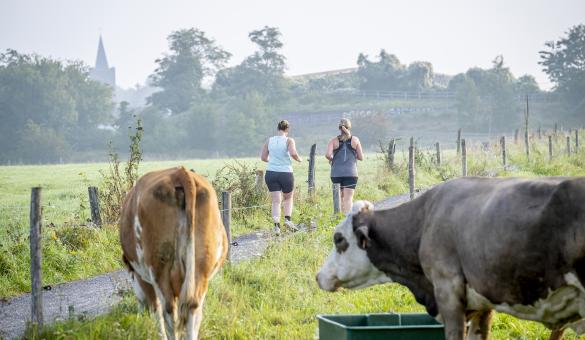 Joggers tussen de weides met koeien